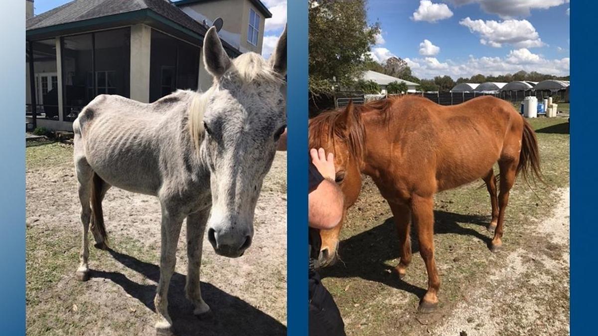 Wesson and Ginger, two horses owned by William Dufresne, were taken in by Sarasota County Sheriff’s Office animal services.