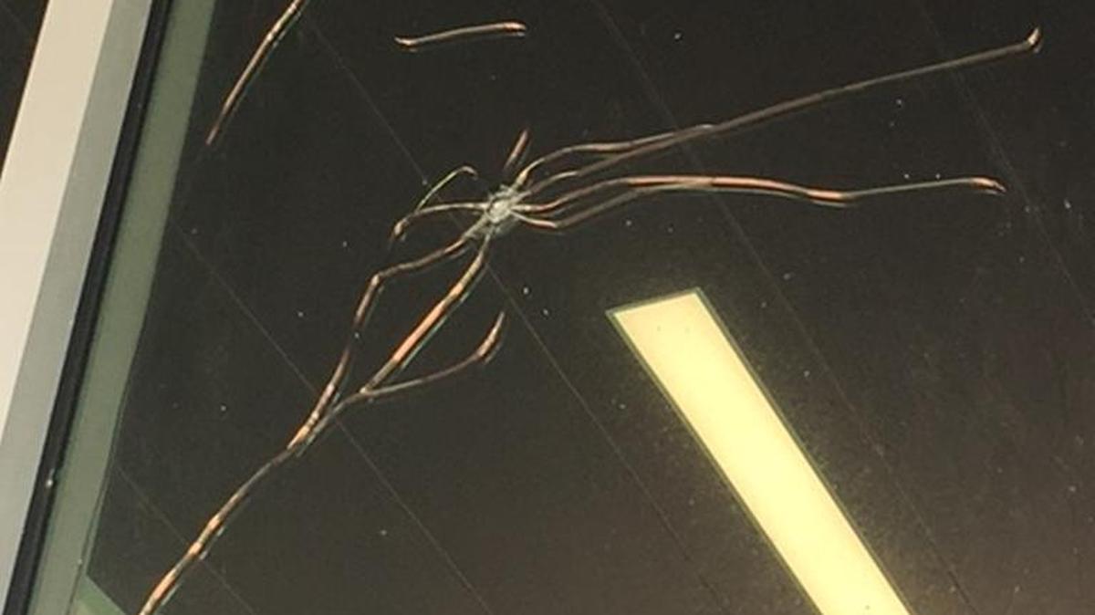 On Aug. 31, Sarasota County Sheriff’s deputies were called to Sarasota County Fire Department Station 14, 8821 S. Tamiami Trail, when a window above the building’s main entry was shattered.