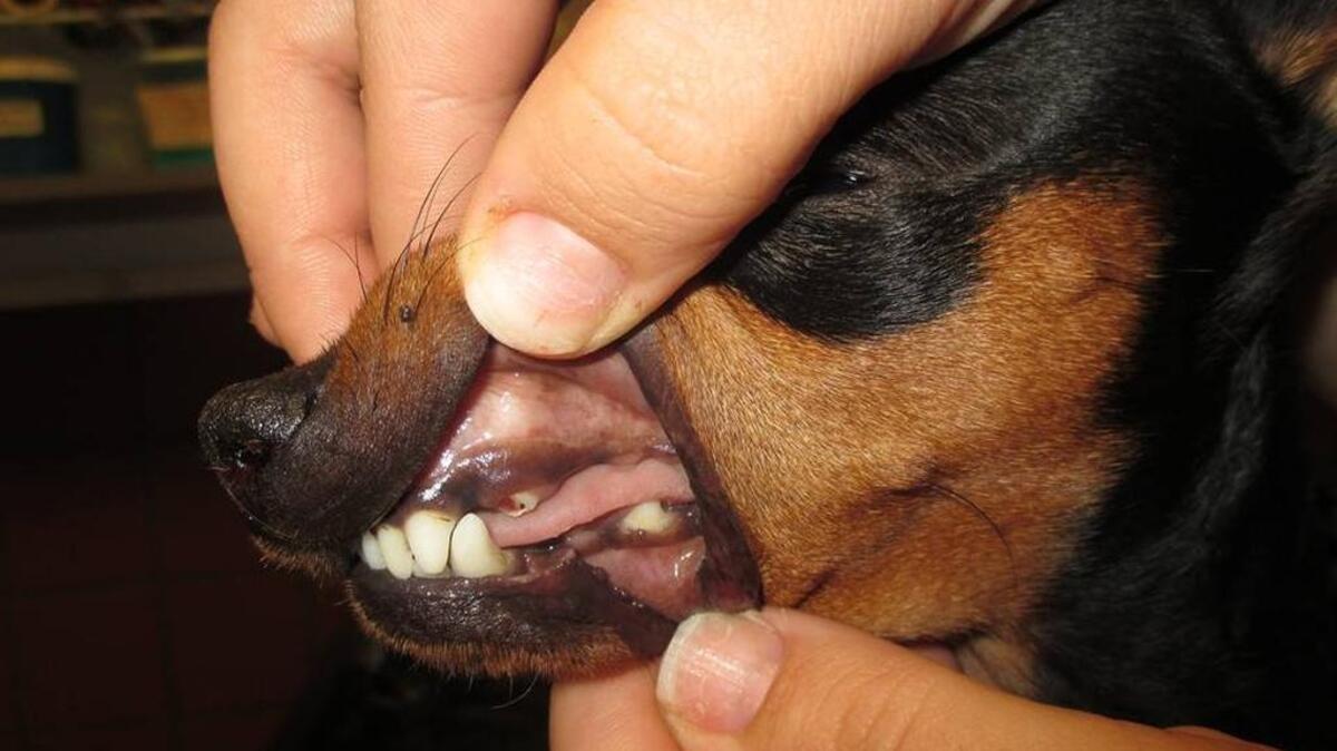 Prince — Anthony Kidd’s girlfriend’s dog — suffered a broken tooth, bloody nose and swollen eye after Kidd became upset to find his infant son eating the dog’s feces.