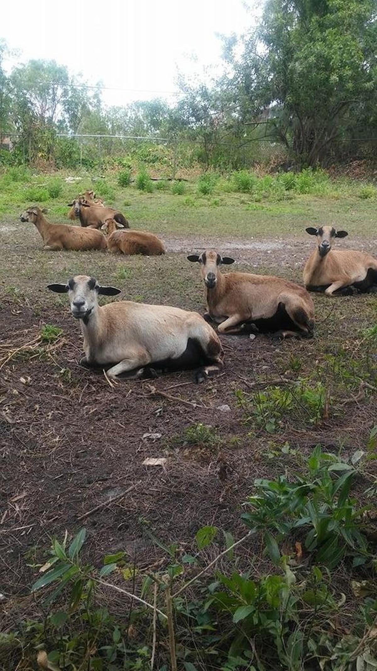 Barbados Blackbelly Sheep at the farm of the Out of the Ashes Foundation, which connects inner-city children with nature. Three of the sheep were stabbed to death by intruders.