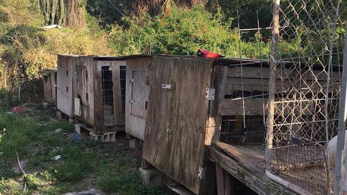 A photo of where the dogs on McCollum’s property were allegedly being kept.