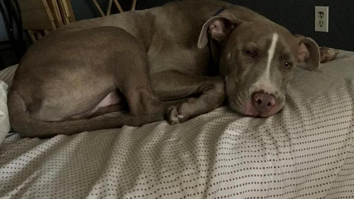 Toby before he was beaten to death by his owner’s boyfriend, Jeffrey Hall, for biting Hall’s finger,a according to Bradenton police.