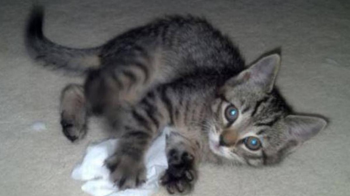 Lawyers included a cat photo in their BuzzFeed-worthy filing.
