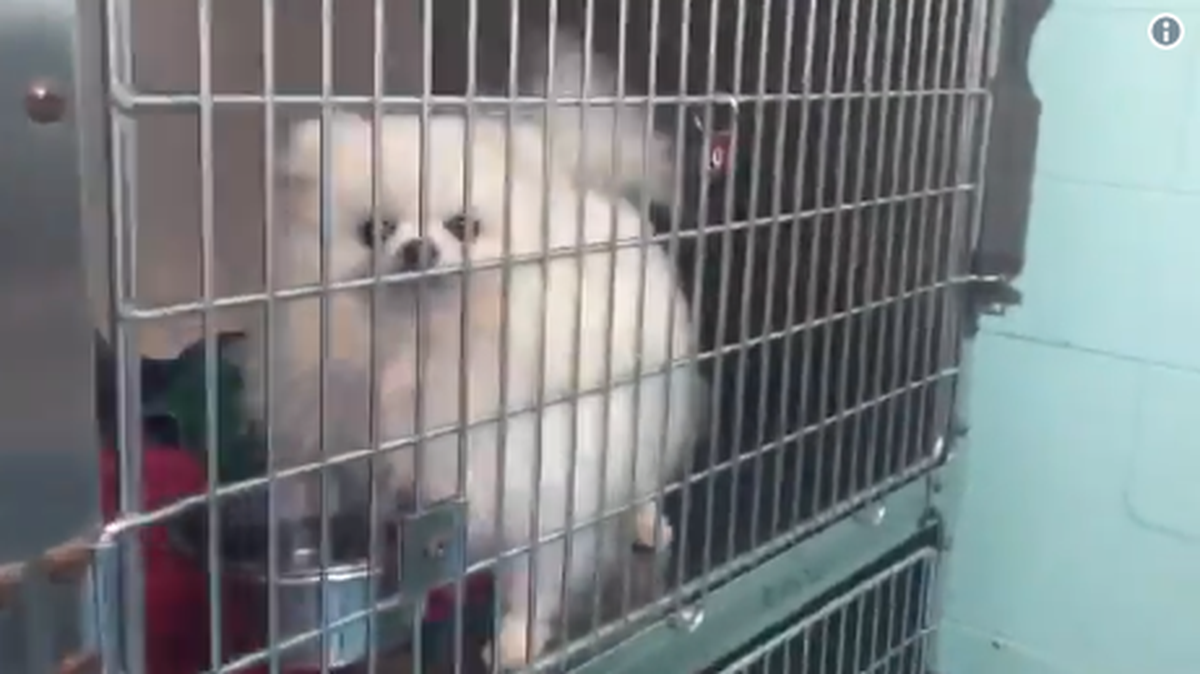 Forty-one dogs were confiscated on Monday from Deltona breeders accused of selling sick puppies.