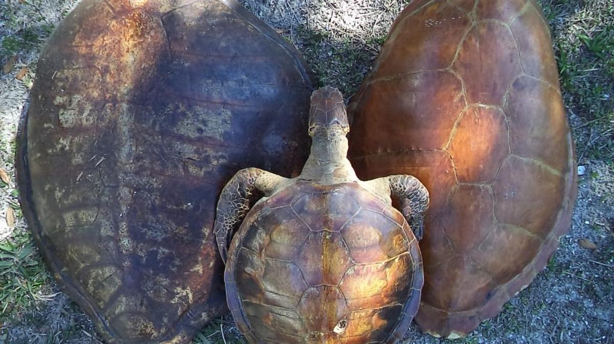 Two sea turtle shells and taxidermied green sea turtle were for sale at a stand in the Cortez Commercial Fishing Festival on Feb. 19.