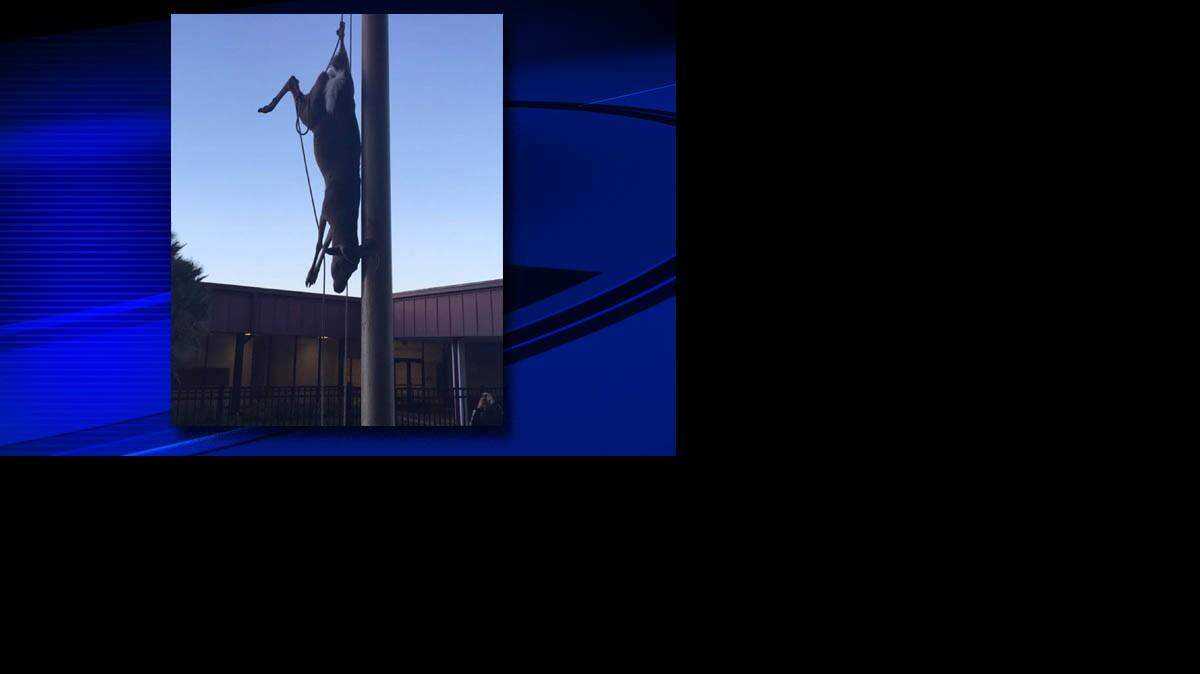 Students arriving at Brandon High School on Monday morning found a deer hanging from their flagpole. The animal was dead when it was removed from the pole soon after.