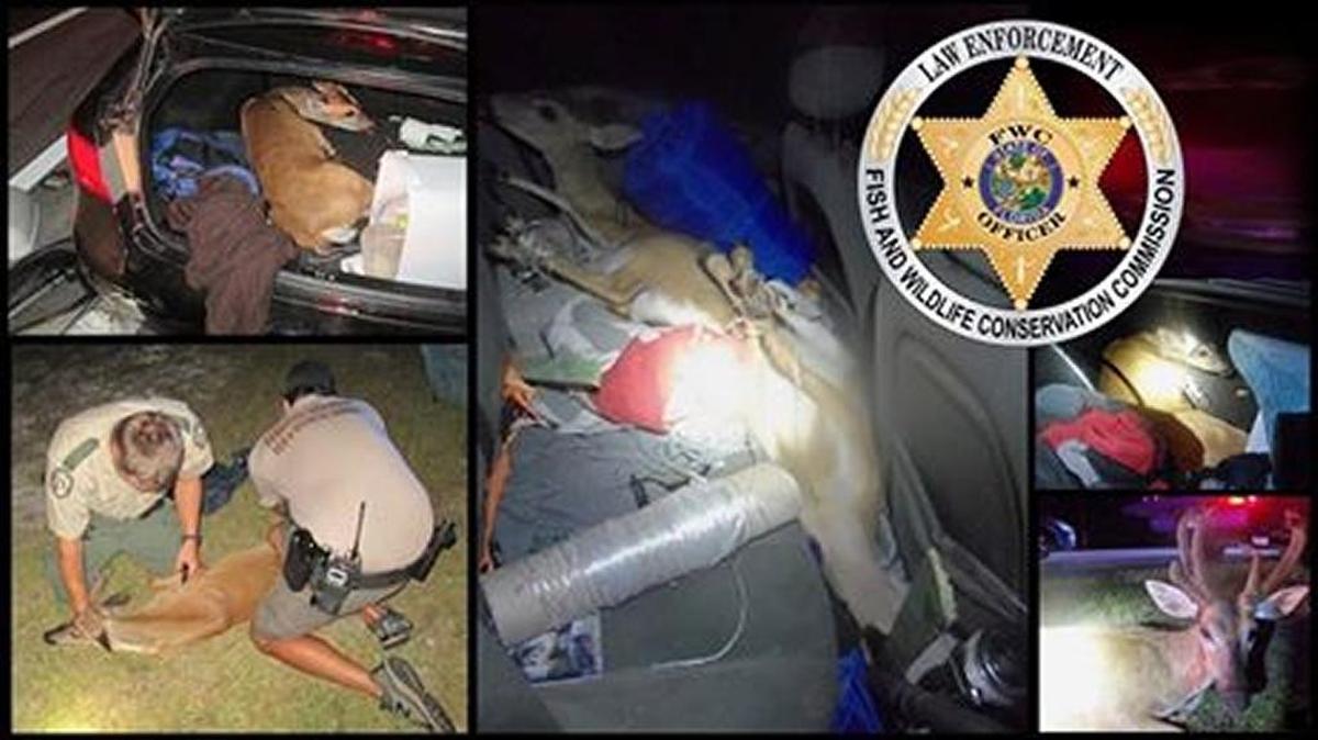 Three Key deer were rescued after they were found tied up in a man’s car early Sunday in Monroe County