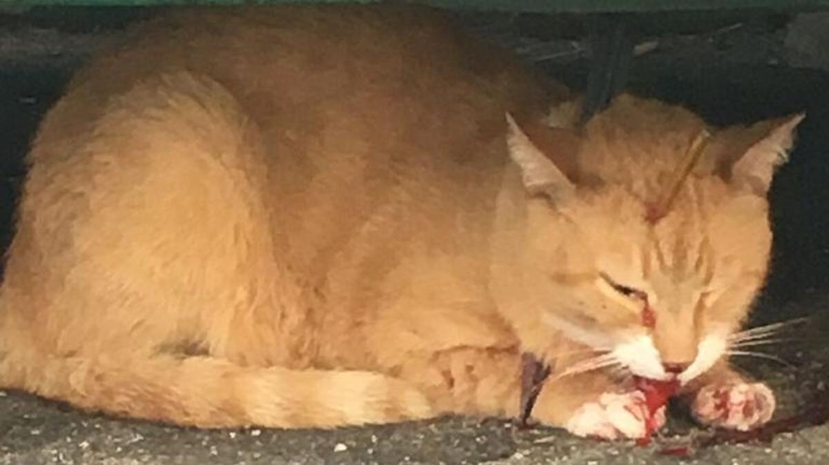 A cat found shot with an arrow in April on the 800 block of Collins Court on Miami Beach.