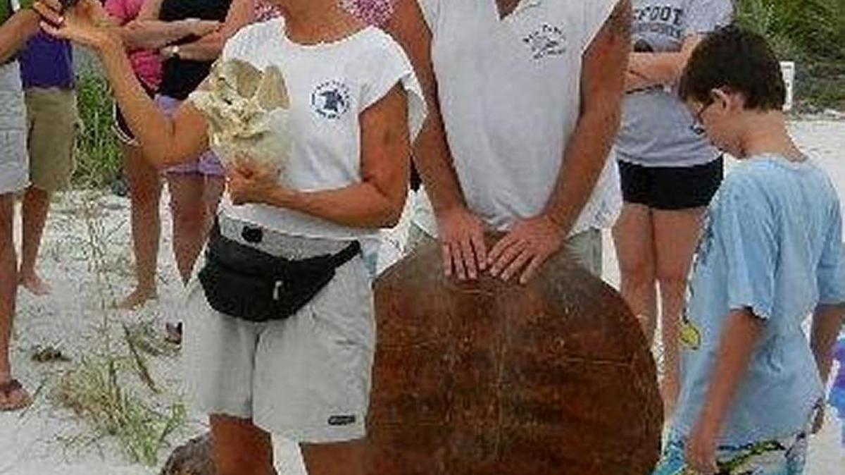 In this 2012 photo, Glenn Wiseman holds onto a loggerhead turtle shell while his wife Claudia talks about sea turtles during a presentation on Anna Maria Island. Earlier this month, the AMI Turtle Watch’s executive director Suzi Fox reported this turtle shell missing.