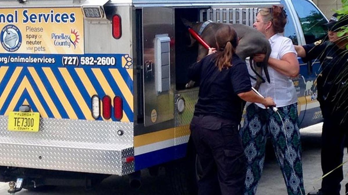 A dog is loaded into a Pinellas Animal Control vehicle after five dogs were running loose and attacked two people in a St. Petersburg neighborhood, according to Bay News 9. The owner, who was not home at the time of the attack, helps load a dog into the vehicle.