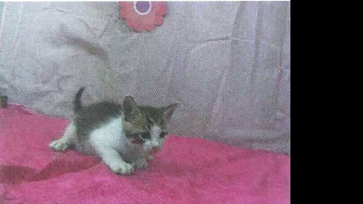 Toby the cat, who died in October after a botched declawing operation in South Miami-Dade. Here he is pictured as a kitten before he was adopted from the Miami-Dade animal shelter. State Attorney’s Office