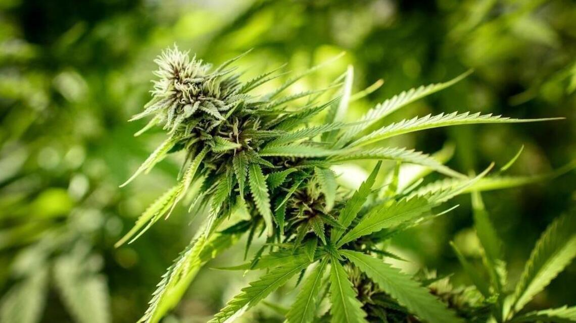 Medical marijuana booms in Florida, but the industry is paranoid. There’s a reason.