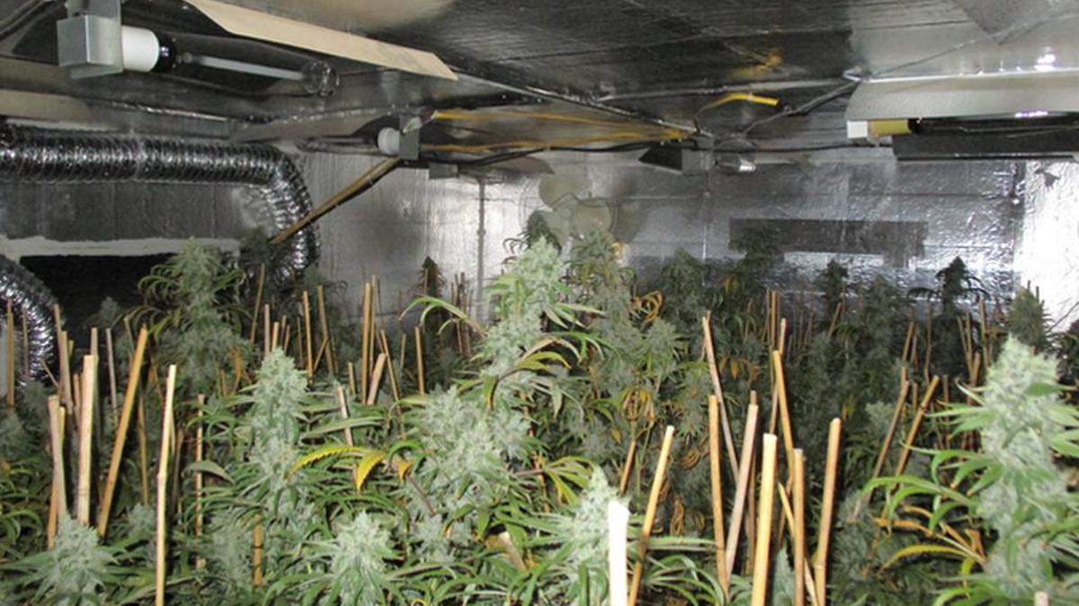 A couple and their son have been charged with operating multiple marijuana grow houses in Hillsborough County