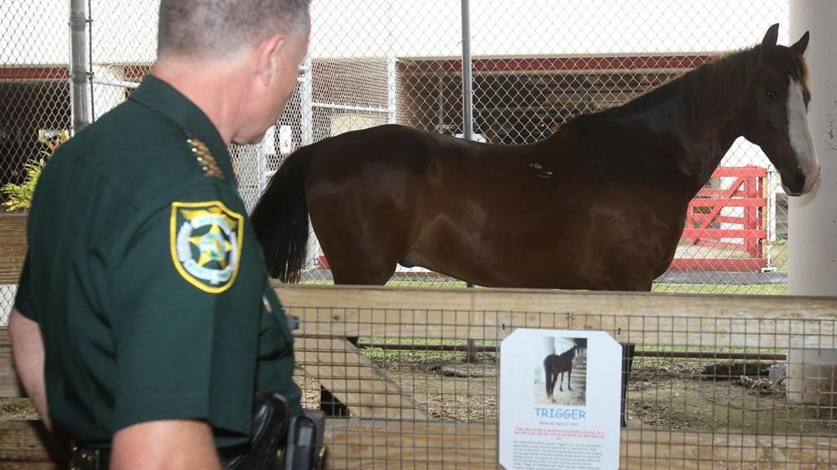 Sheriff Rick Ramsay checks out Trigger on Trigger’s first day at the animal farm.