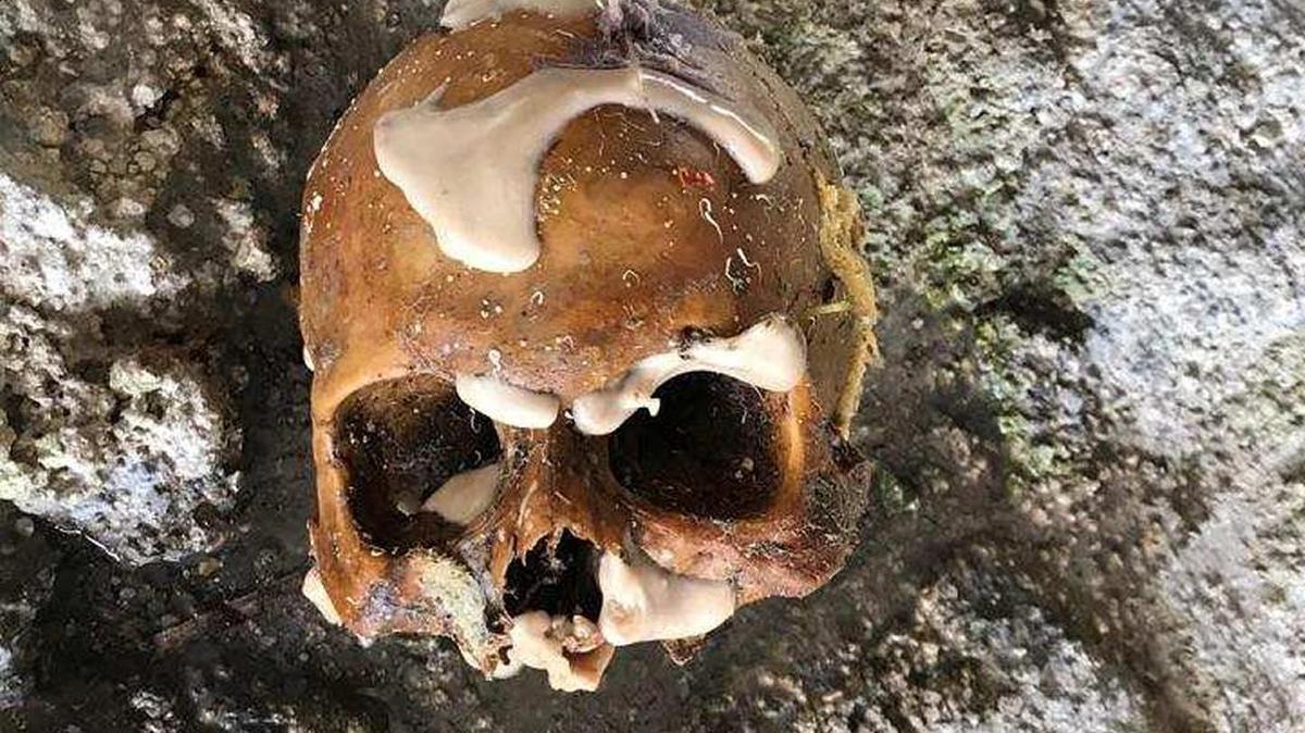 This skull was found by divers looking for lobsters underneath Card Sound Bridge Sunday, Aug. 6.