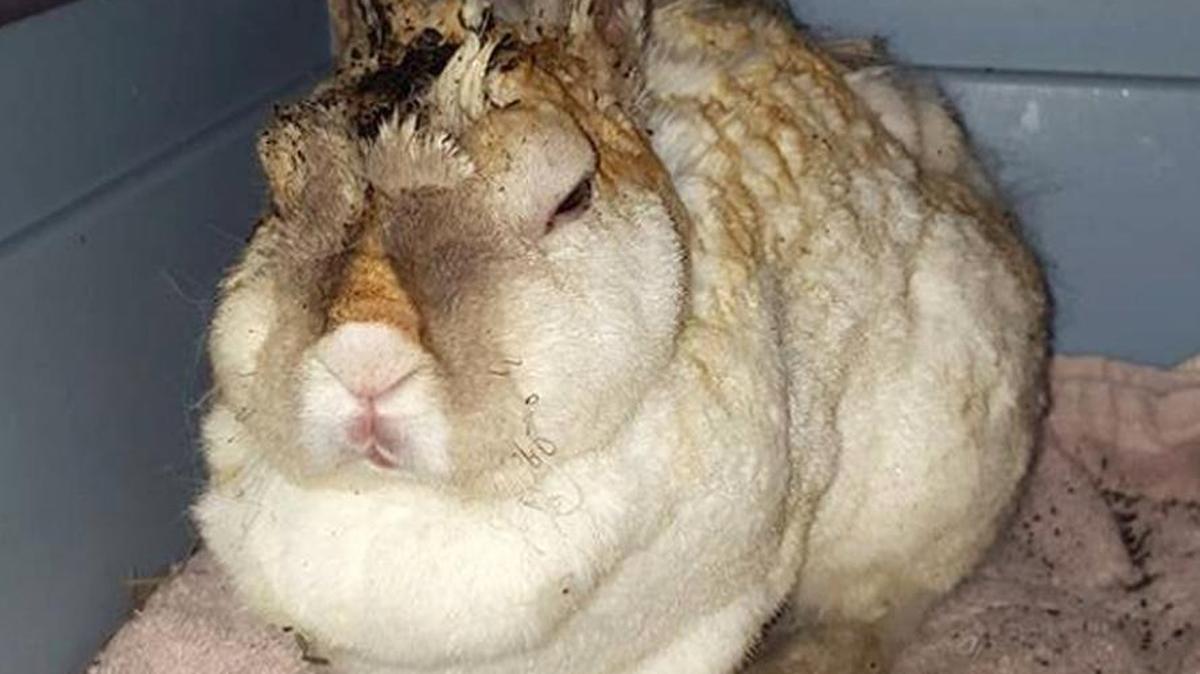 The injured rabbit, according to the Sarasota County Sheriff’s Office.