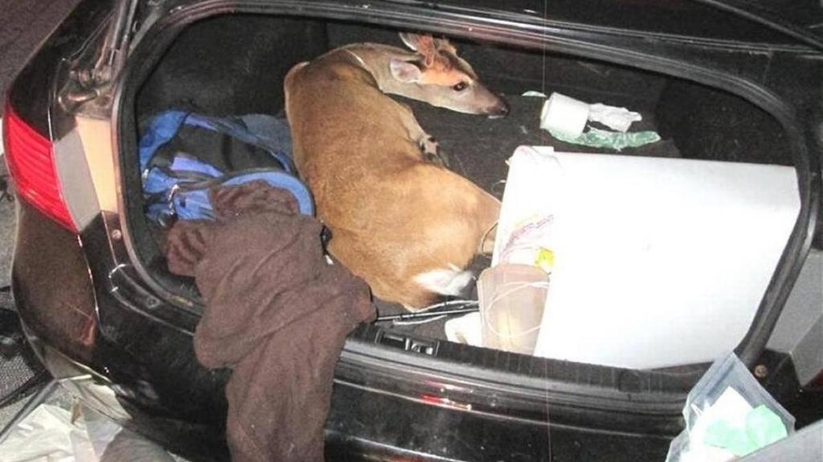 A Monroe County deputy discovered this male Key deer in the trunk of a car after stopping the driver, Erik Damas Acosta, on a traffic infraction. The deer was later euthanized.