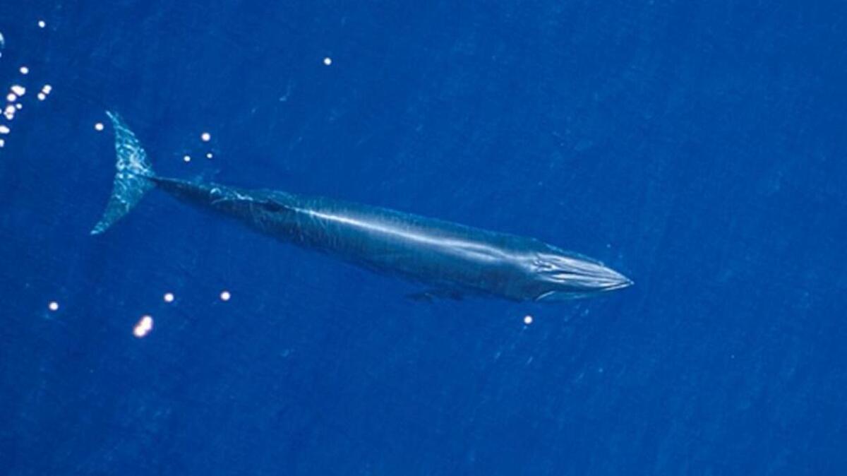 A Bryde’s whale in the Gulf of Mexico