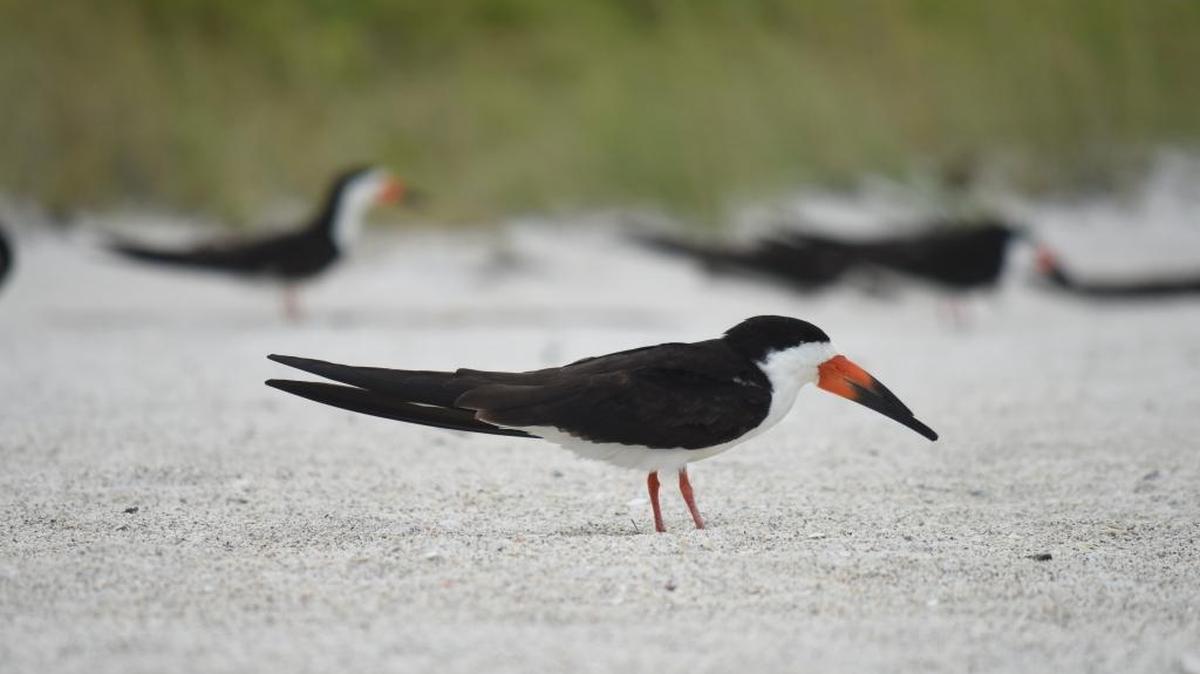 Black skimmer