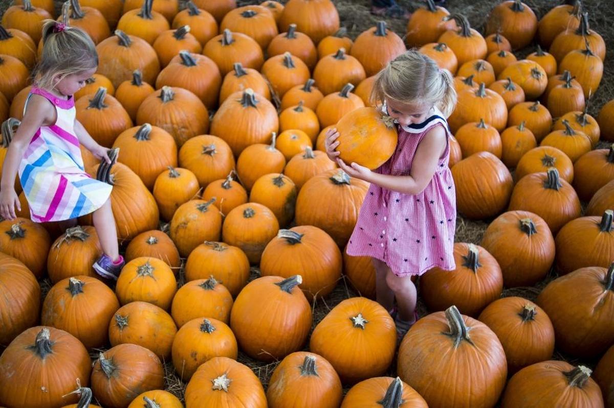 Sisters climb among the pumpkins during the Husander Farms Pumpkin Festival.
