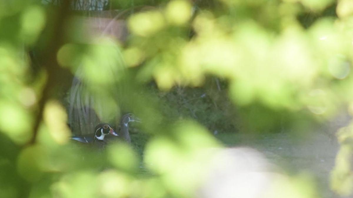 Male and female wood ducks sit in Oliver’s Pond at Felts Audubon Preserve in Palmetto.