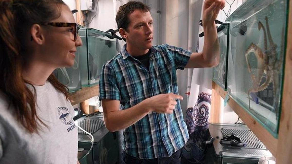 USF Sarasota-Manatee student intern Erin Petrino works with octopuses under Dr. Noam Josef at Mote Marine Laboratory and Aquarium in Sarasota. Gov. Rick Scott vetoed funding for the partnership between Mote and USFSM last week.