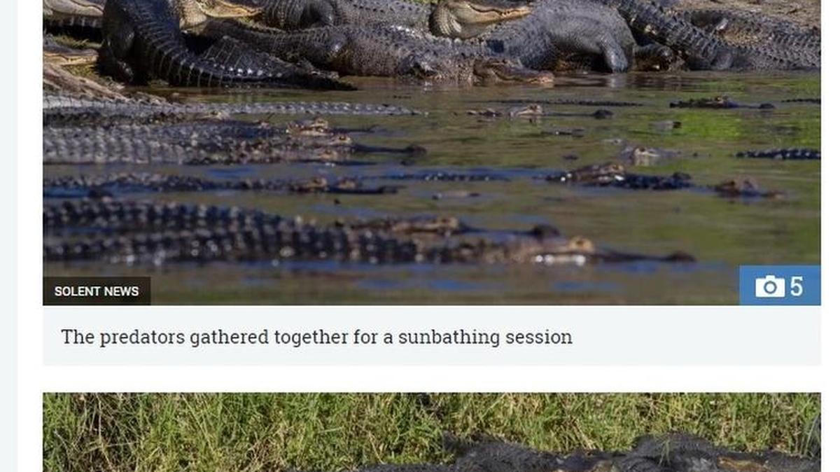 A British tourist recently photographed hundreds of alligators sun-bathing at Myakka River State Park in Sarasota County.