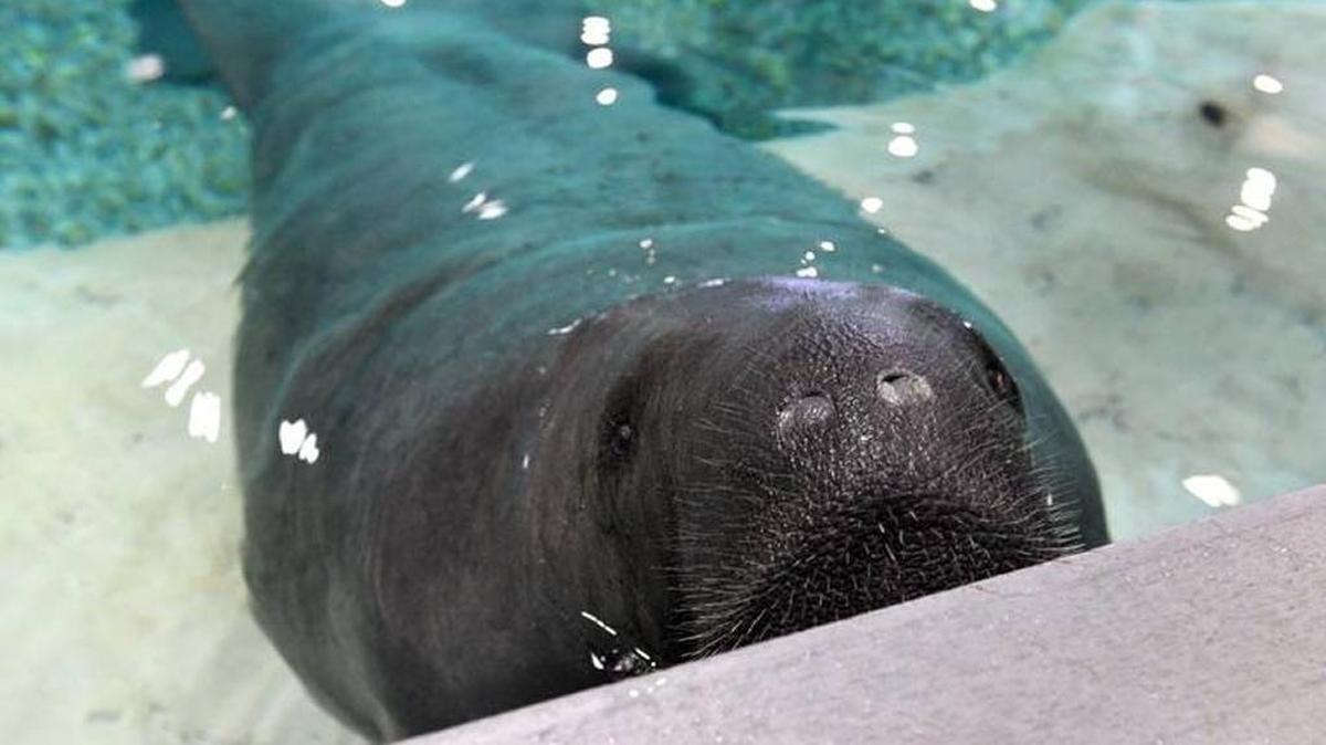 The South Florida Museum launches a living memorial on its website for the public to post photos and memories of Snooty as planning for a memorial service continues.
