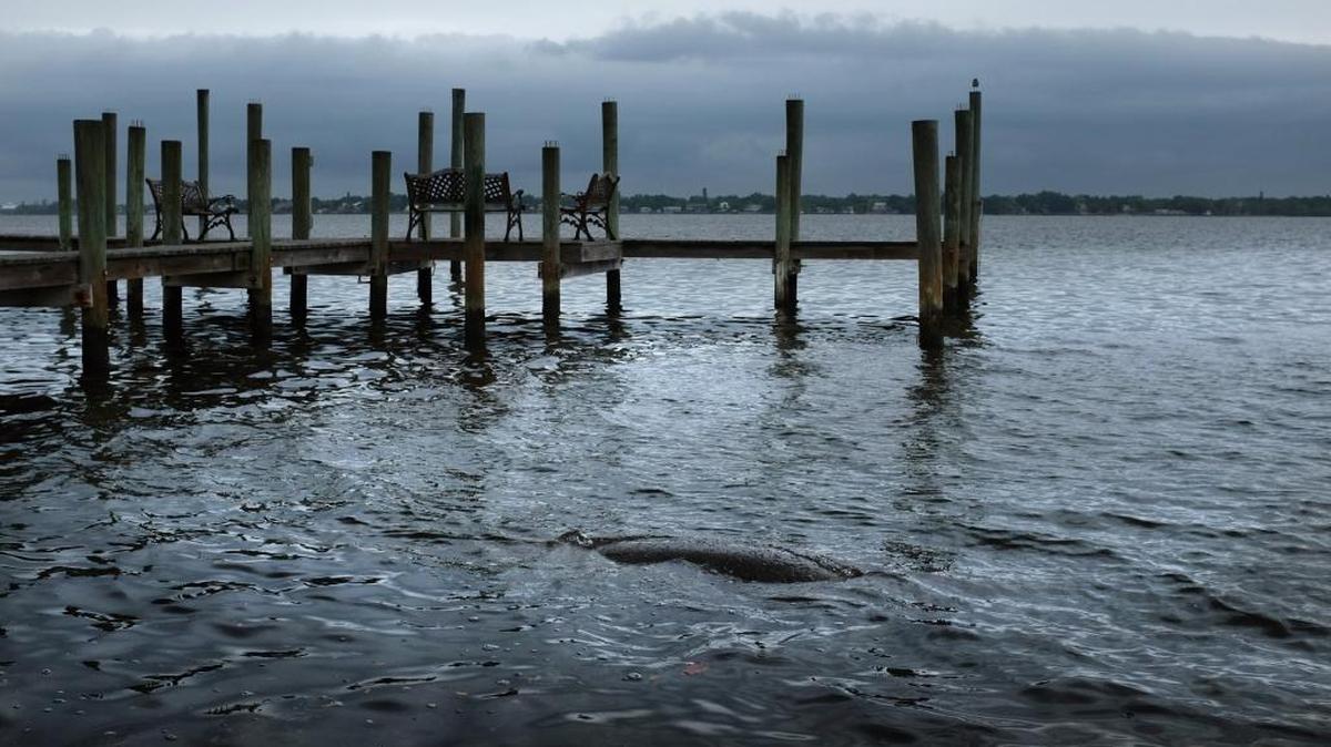 The back of a manatee rises to the surface of the Manatee River on in this Herald file photo as an approaching cold front offers a backdrop of clouds and rain.
