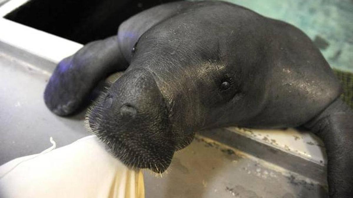 Snooty the manatee.