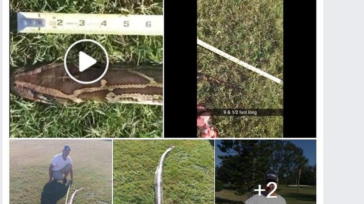 Brooke Dawson posted images and videos on Facebook of the dead Burmese python she and her husband, Chris, found during their morning commute Wednesday along US 41.