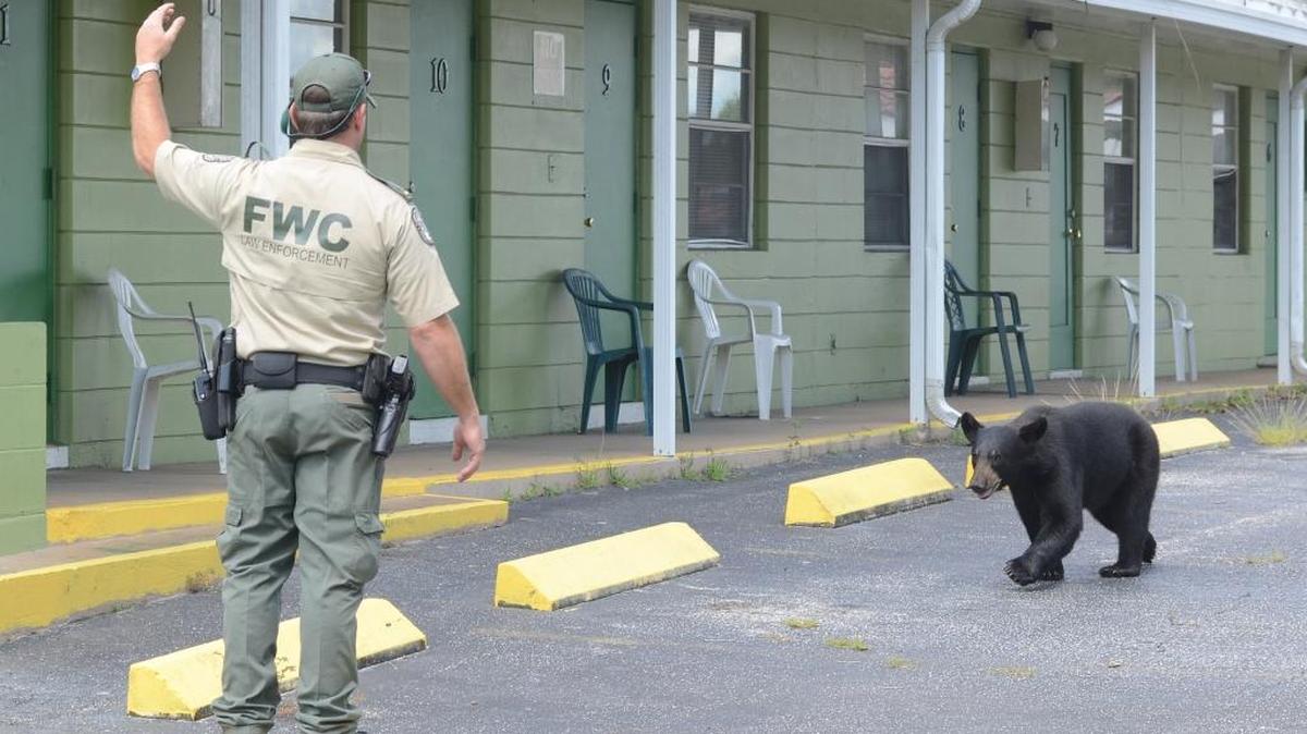 A juvenile bear was found roaming Avon Park Monday morning.