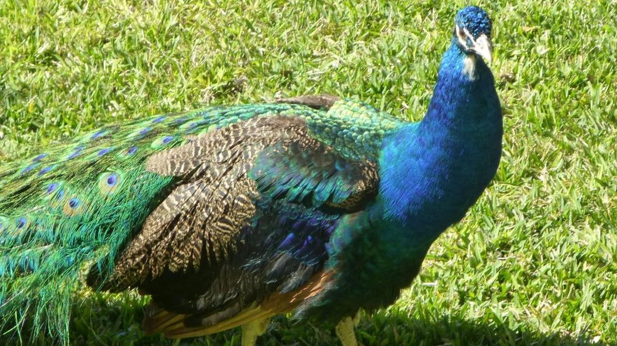 This peacock showed up in front of Eric Lofgren’s door in Terra Ceia on Saturday. It is not known why there has been an increased number of peacocks in Manatee County.