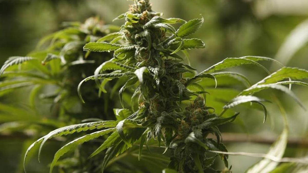 The buds on marijuana plants begin to mature in a legal, commercial growing greenhouse in Monterey County, Calif., on Oct. 6.
