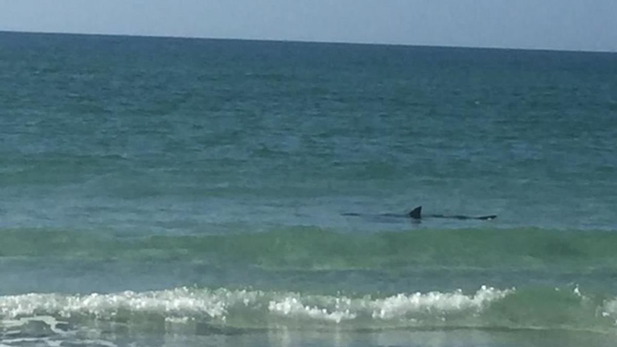 The Czaja family took this photo of a shark sighted Saturday afternoon off Coquina Beach.