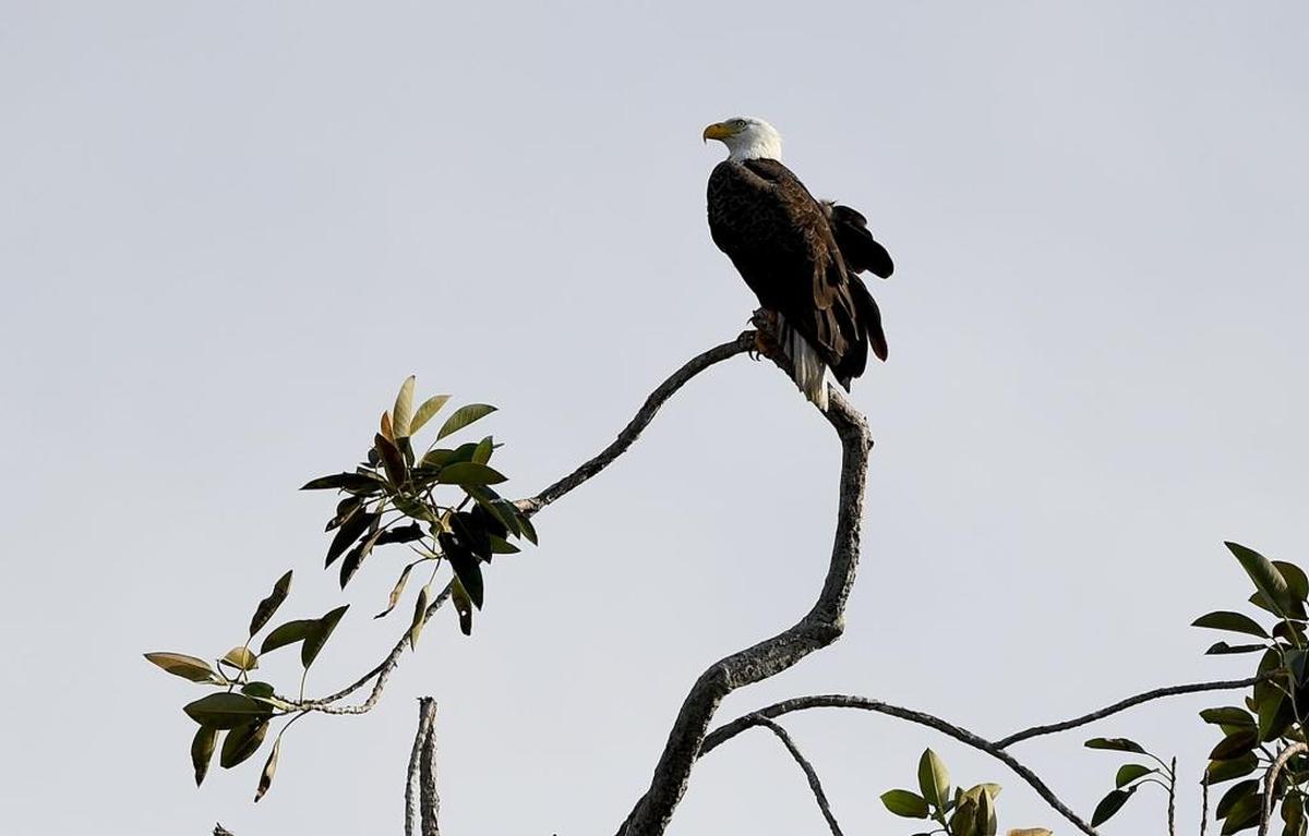 Robinson Preserve in Manatee County is one of 14 new additions to the Great Florida Birding Trail. A bald eagle perches at Robinson in this file photo. 