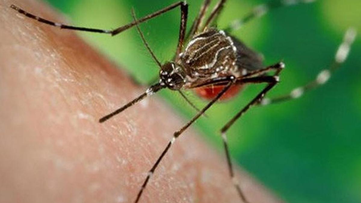 The ‘Aedes aegypti’ are the same mosquito species that transmit Zika, dengue and chikungunya, viruses that are all related to yellow fever.
