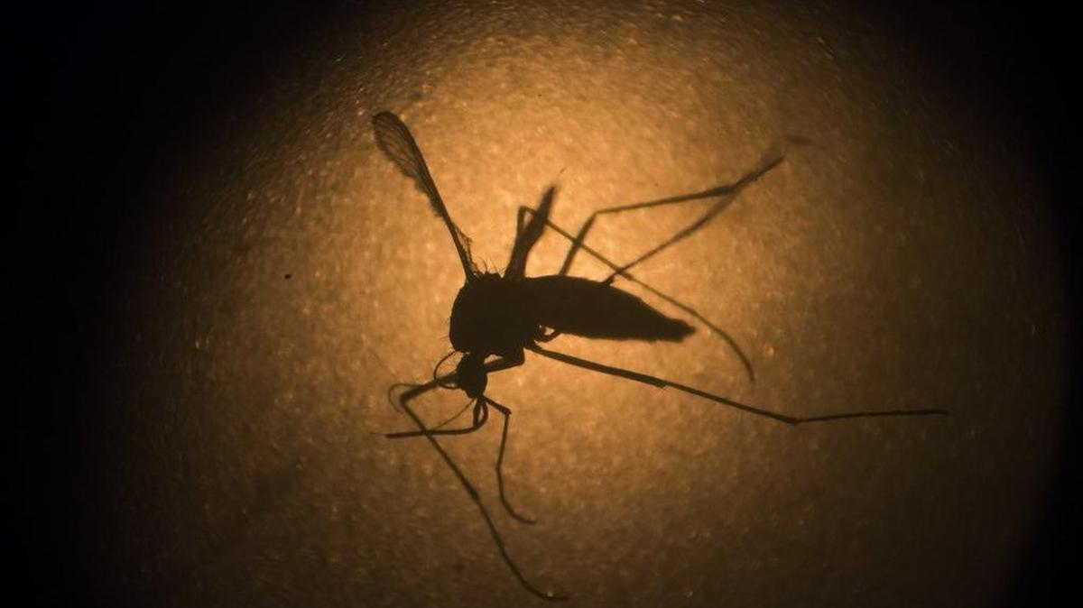 A new study confirmed that the Zika virus in Florida spread when populations of Aedes aegypti mosquitoes, pictured here through a microscope, were high.
