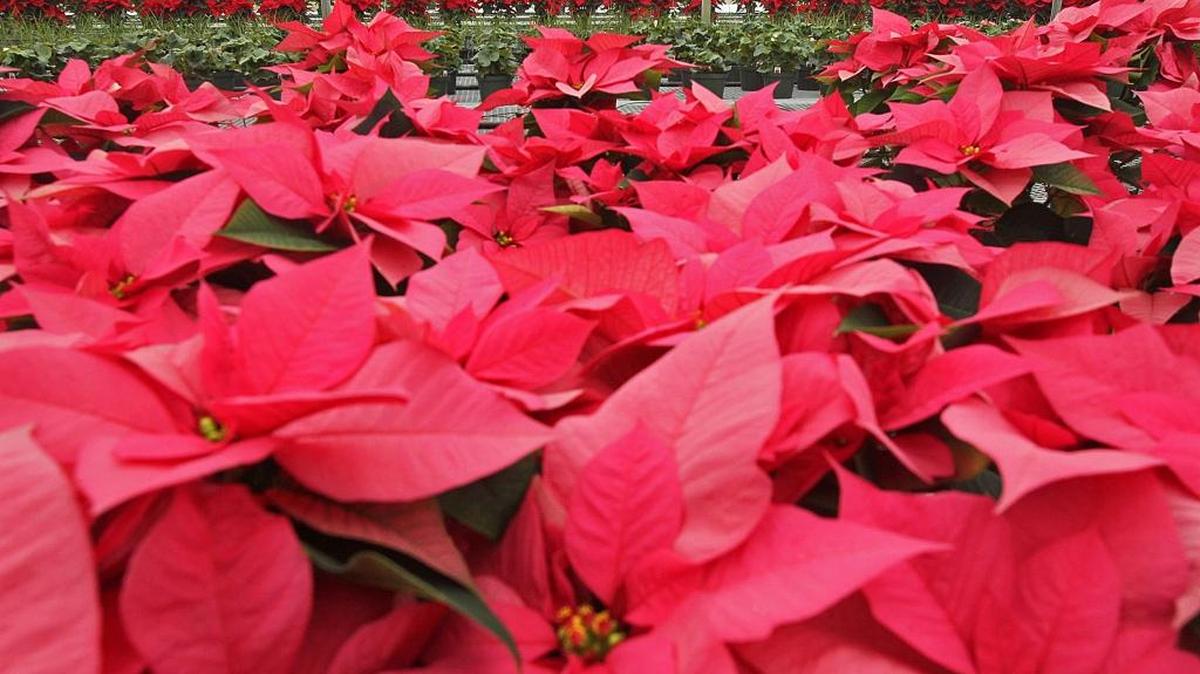 Poinsettias are not as toxic as you might thing.