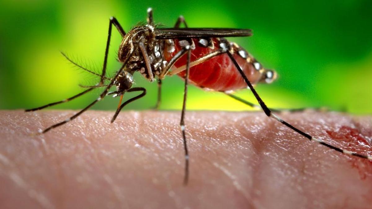 This 2006 photograph of a female Aedes aegypti shows the mosquito in the process of acquiring a blood meal from her human host. The Southern United States showed a substantial increase in the number of counties that reported evidence of Aedes aegytpi, which can spread chikungunya, dengue, and Zika viruses, according to new research.