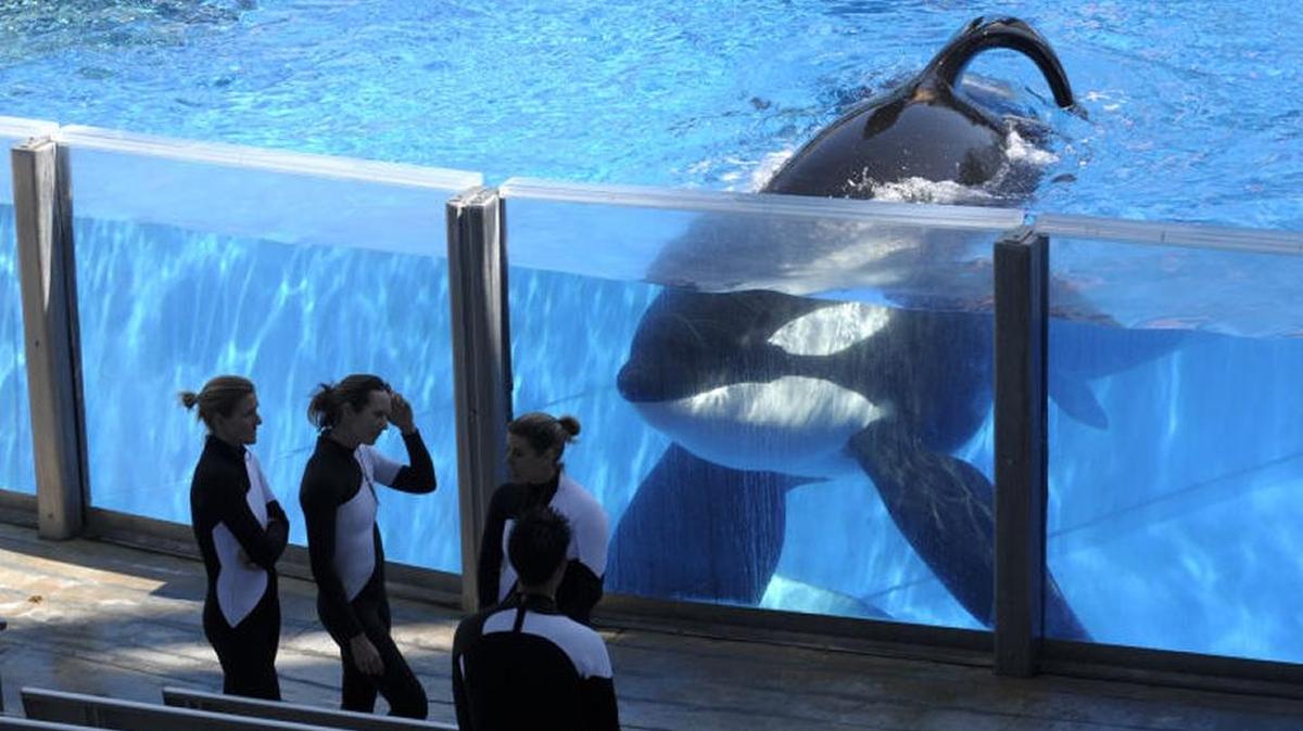 SeaWorld has been struggling to stabilize as its reinvents itself without the help of its once-trademark killer whale shows.