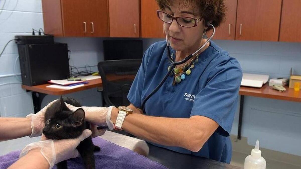 Carmen Lucena is no longer the veterinarian at Manatee County Animal Services in Palmetto. This little kitten had conjuctivitis, and received a full exam.