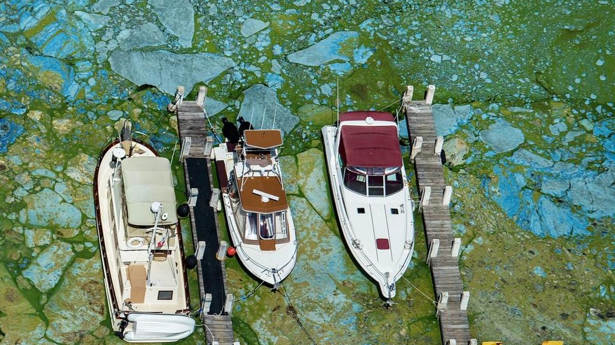 Boats docked at Central Marine in Stuart, Fla., are surrounded by blue green algae, Wednesday, June 29, 2016. Blue-green algae plooms in Lake Manatee may affect the taste or smell of Manatee County water customer’s water, but officials say it is still safe to drink. (Greg Lovett/The Palm Beach Post via AP)