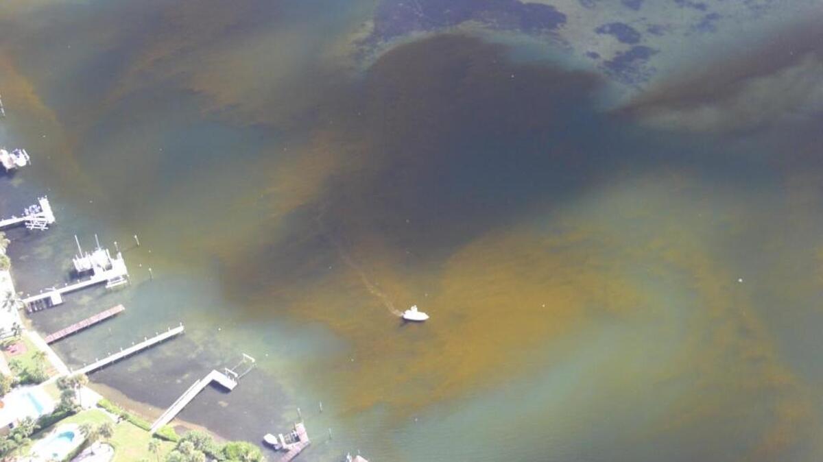 An aerial shot of red tide on the coast of Sarasota on September 30.
