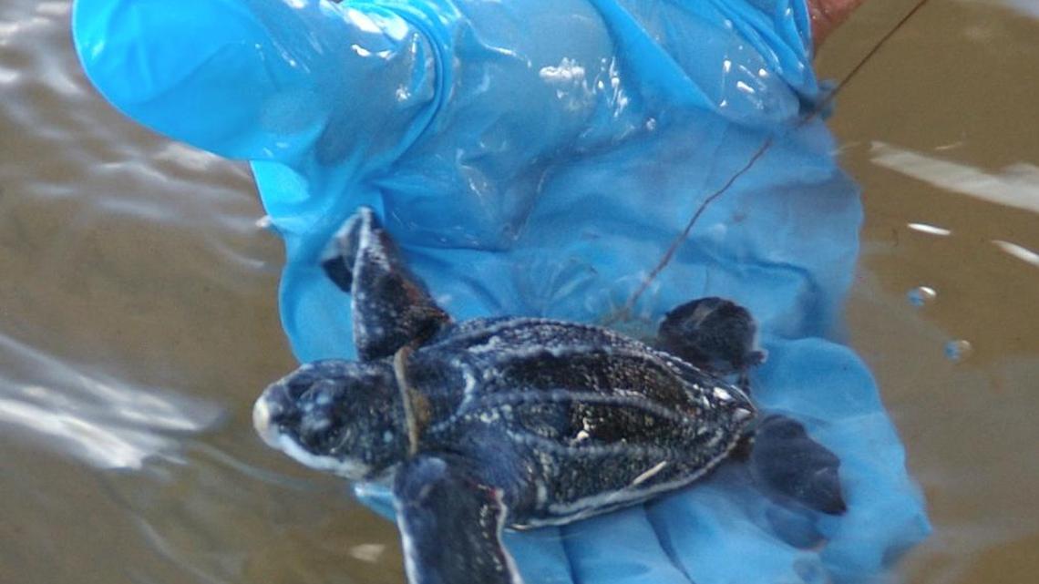This rare leatherback sea turtle is now in the ocean.