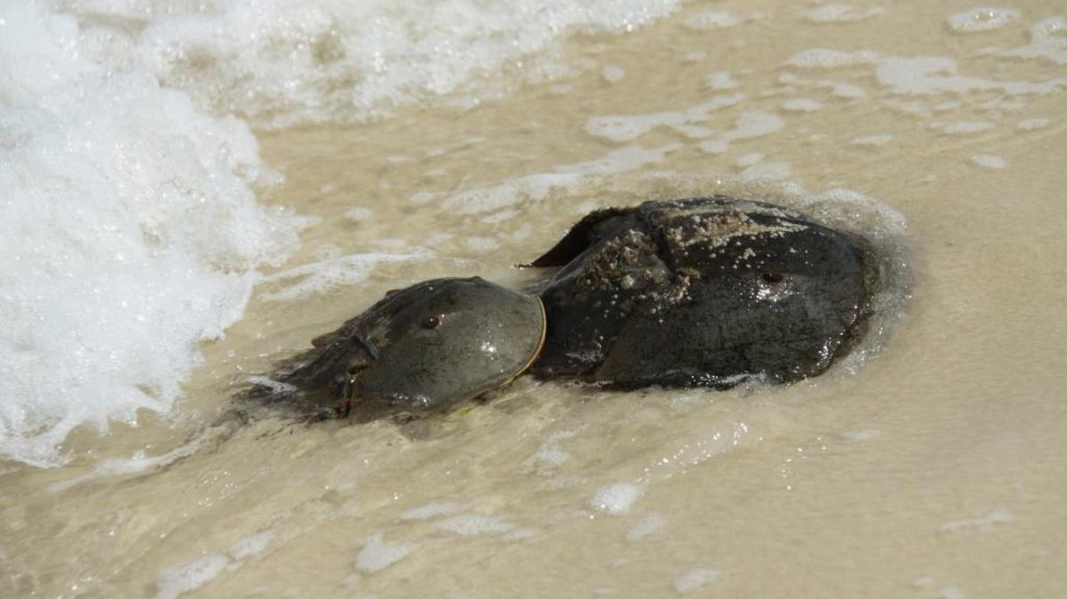 The Florida Fish and Wildlife Conservation Commission is asking the public to be on the lookout for horseshoe crabs and report findings to the agency.
