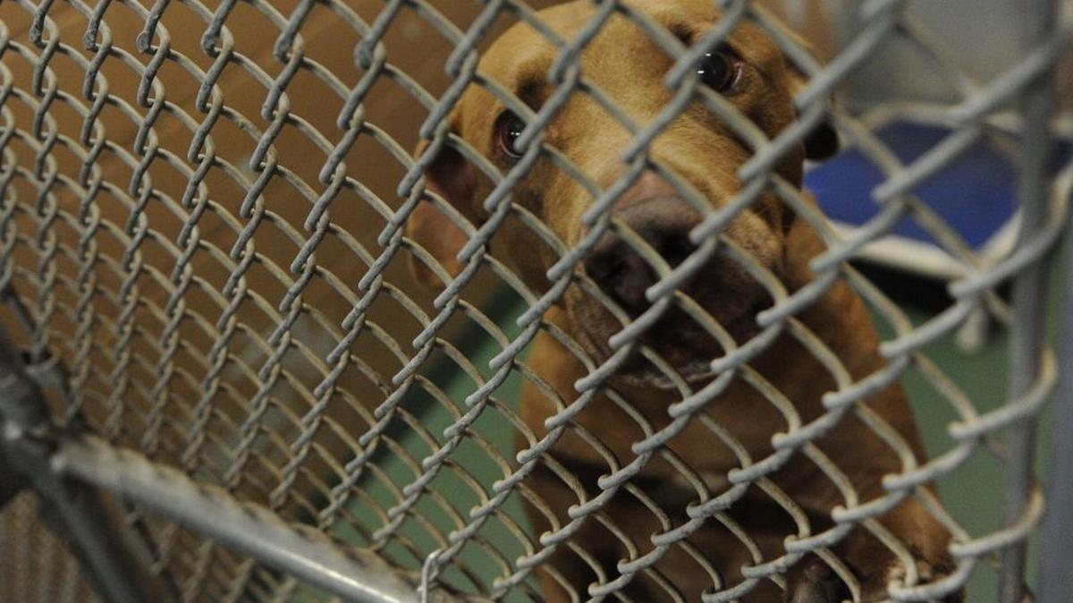 Parker is one of 187 animals at Manatee County Animal Services in Palmetto. The facility is only designed for 80 animals.