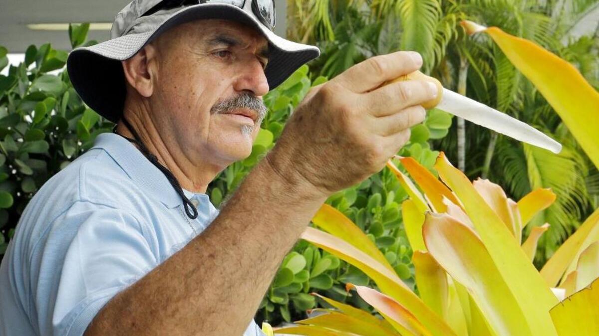 Miami-Dade mosquito control inspector Carlos Varas checks a sample of water taken from bromeliads on Friday in Miami Beach.