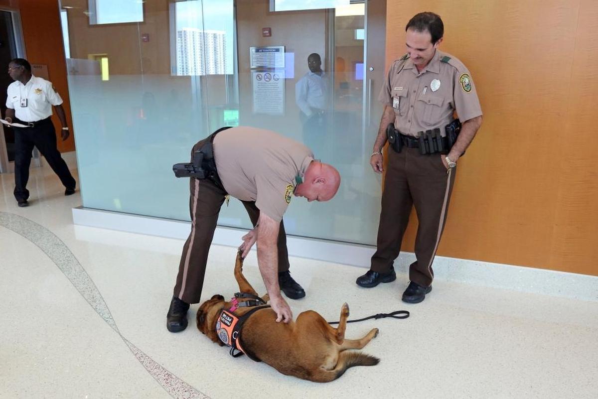 Paws in the Court therapy dog Ginger gets a loving belly-rub from Miami-Dade police officer Rodolfo Cabrera at the Miami-Dade Children's Courthouse Friday, June 30, 2017.