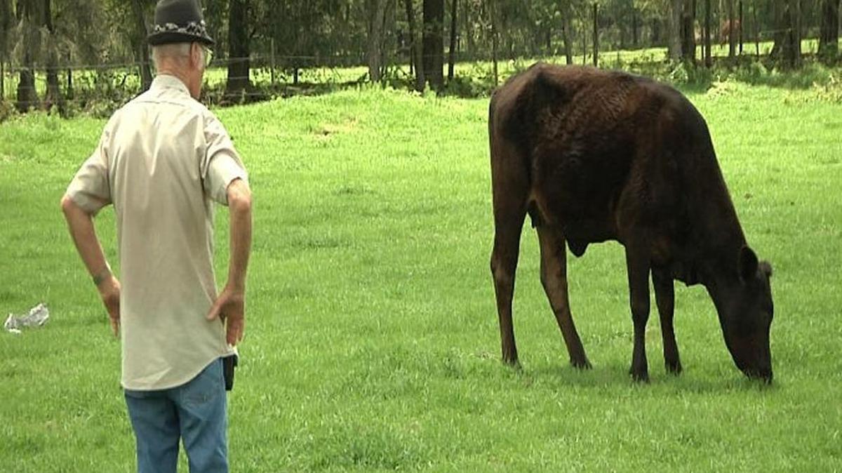 Several cows were stolen from two pastures in Polk County.
